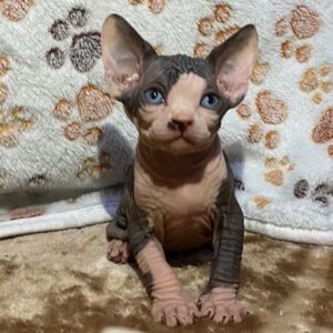 LIZZY – Sphynx Hembra 🐱