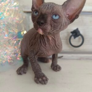 ODD – Sphynx Macho