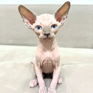 SHEILA – Sphynx Hembra 🐱