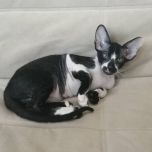 HOLLY – Peterbald Hembra 🐱