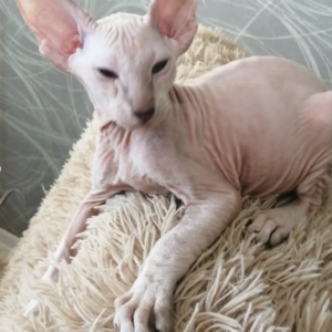 ISKANDER – Peterbald Macho