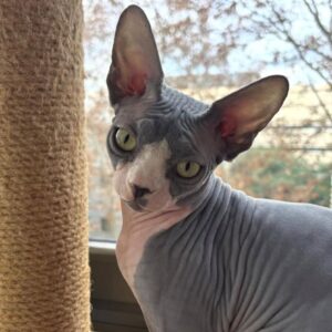 DALI – Sphynx Hembra 🐱