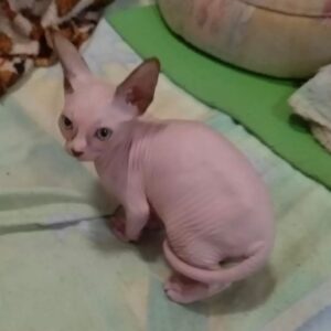 JOY – Sphynx Hembra 🐱