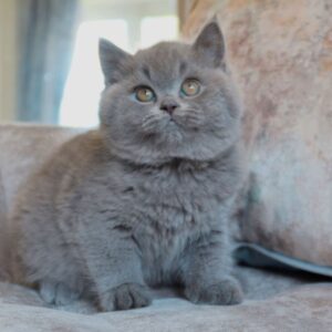 BALOO – Británico de Pelo Corto Macho 🐱