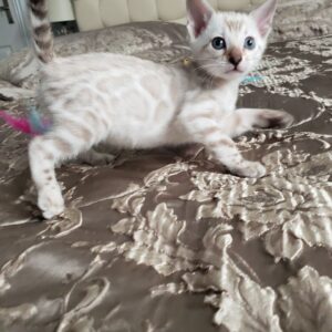 BENZY – Bengalí Hembra 🐱