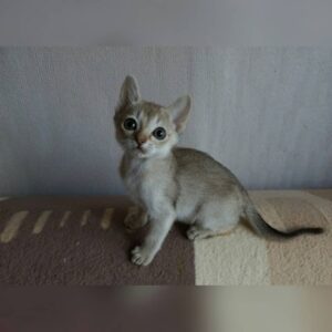 CALEB – Singapura Macho 🐱