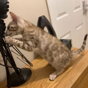 CARLA – Bengalí Hembra 🐱