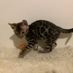 CARLOS – Bengalí Macho 🐱