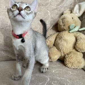 CASPER – Singapura Macho 🐱