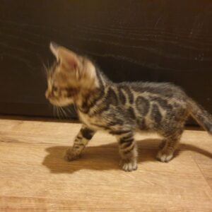 CLIO – Bengalí Hembra 🐱