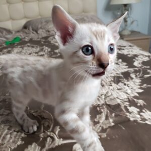FENZY – Bengalí Macho 🐱