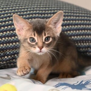 IMARA – Abisinio Hembra 🐱