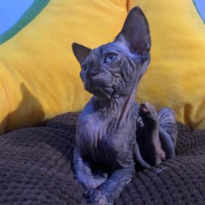 LILLA – Sphynx Hembra 🐱