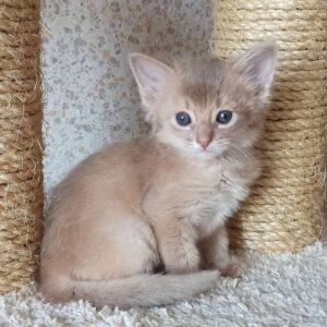OLLIE – Somalí Macho 🐱