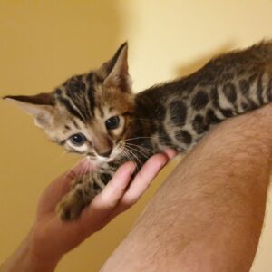 LIO – Bengalí Macho 🐱
