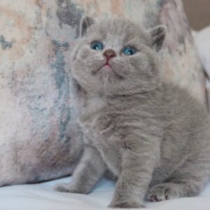 MAGGOT – Británico de Pelo Corto Macho 🐱