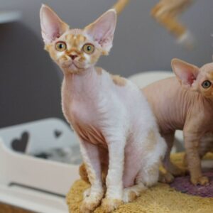 MARK – Devon Rex Macho 🐱