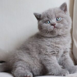 MILLA – Británico de Pelo Corto Hembra 🐱