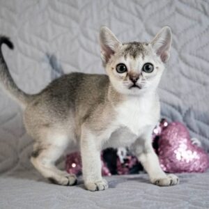 MINNIE – Singapura Hembra 🐱