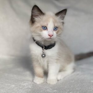 ODIN – Ragdoll Macho 🐱