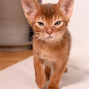 PHOENIX – Abisinio Macho