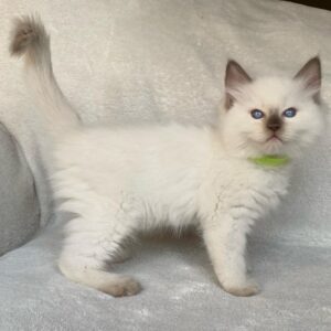 PRICILLIA – Ragdoll Hembra