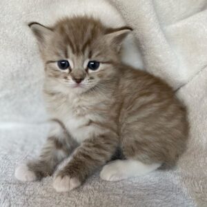 QUEENIE – Ragdoll Hembra 🐱