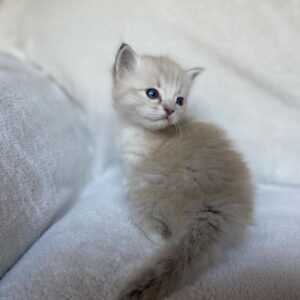 QUINTESA – Ragdoll Hembra