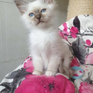 RAYAN – Birmano Macho 🐱
