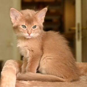 SARABI – Somalí Hembra 🐱