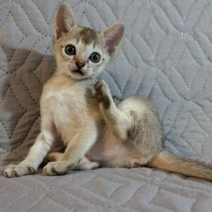 SUNNY – Singapura Hembra 🐱