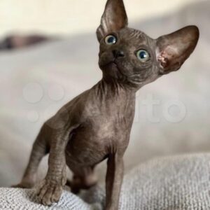 VERA – Sphynx Hembra