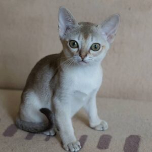 MARLEY – Singapura Hembra 🐱