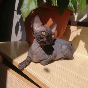 LATTO – Sphynx Macho 🐱